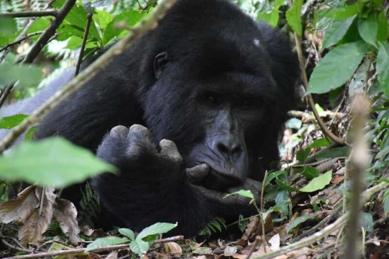 Rwanda: Luxury Gorilla Safari - The Price and Its Value