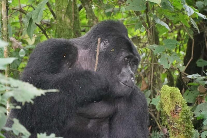 Rwanda: Luxury Gorilla Safari - FAQ
