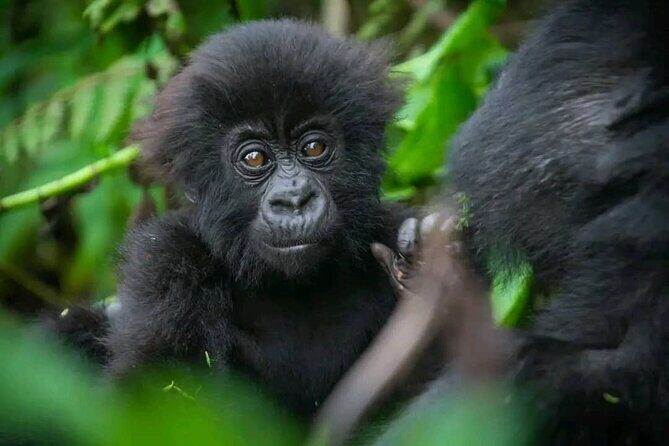 Rwanda One Day Gorilla Trekking with Ibyiwacu Culture Visit - FAQ