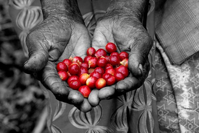 Rwandan Coffee Experience - Key Points