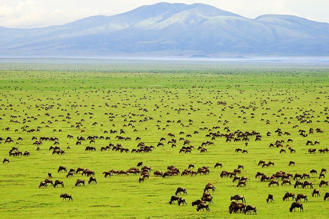 Saadani Day Trip - Key Points