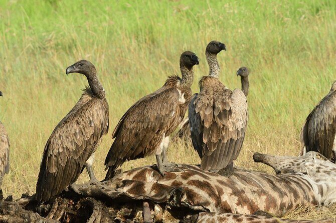 Saadani Day Trip - In-Depth Review of the Saadani Day Trip