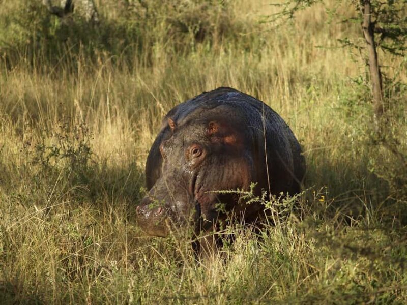 Saadani National Park: 2-Day Safari Adventure - Key Points
