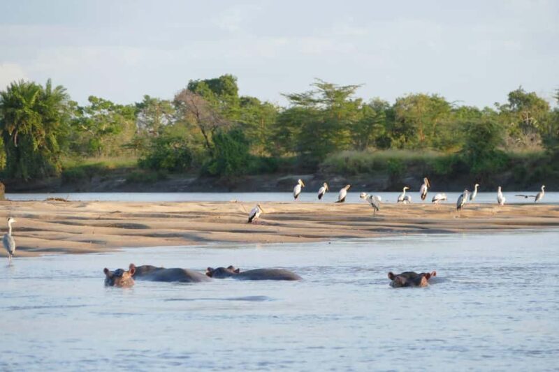 Saadani National Park: 2-Day Safari Adventure - First Impressions: An Intimate Coastal Escape