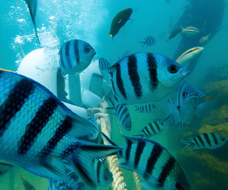 Sabah: Dreamer Island Snorkeling Day Tour Ticket - Exploring the Sabah: Dreamer Island Snorkeling Day Tour Ticket