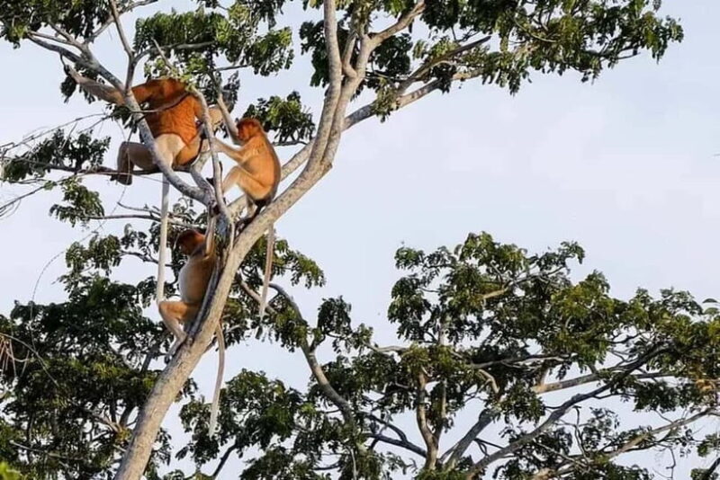 Sabah: Kawa Kawa Private River Cruise w/ Monkeys & Fireflies - An In-Depth Look at the Sabah Kawa Kawa River Cruise