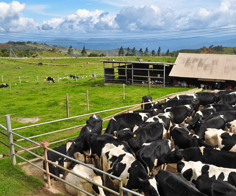 Sabah: Kinabalu Park, Hot Springs, and Cow Farm Day Tour - An In-Depth Look at the Tour Experience