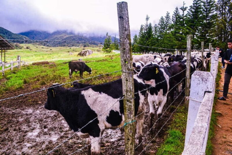 Sabah: Kinabalu Park, Poring Hot Springs & Desa Farm Tour - Analyzing the Value