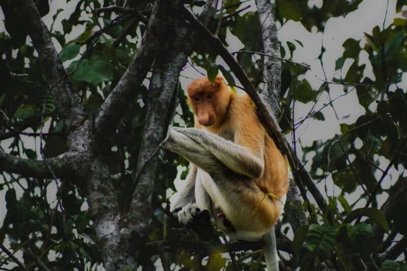 Sabah: Mangrove Fireflies, and Sky Mirror Dream Beach Tour - The Sum Up: Who Will Love This Tour?