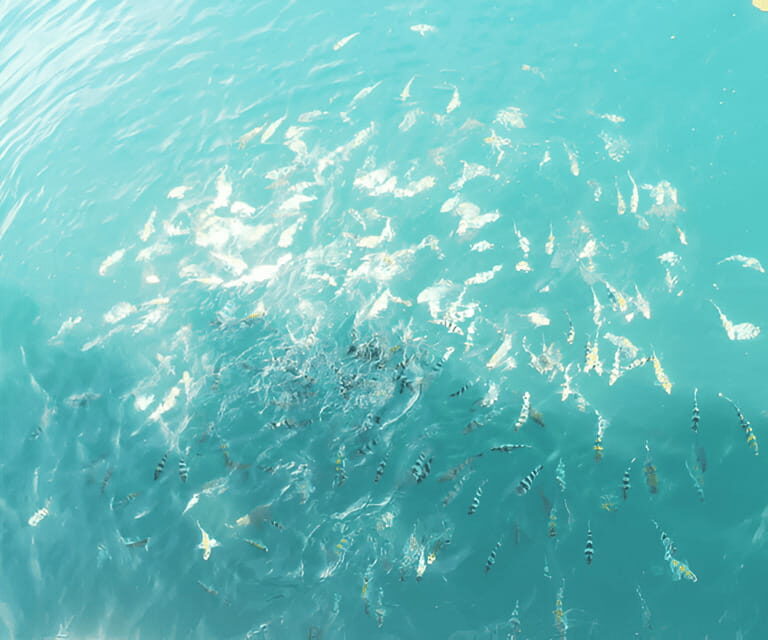 Sabah: Manukan and Sapi Islands Excursion Ticket - The Real Experience: What Travelers Say