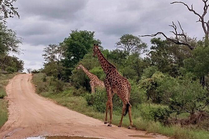 Sabi Sand Sunset Safari - A Deep Dive into the Sabi Sand Sunset Safari
