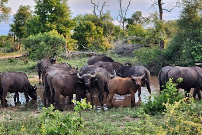Sabi Sand Sunset Safari - Who Would Love This Tour?
