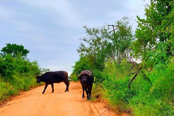 Sabi Sand Sunset Safari - The Sum Up: Who’s This Safari For?