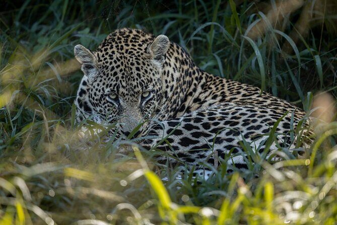 Sabie Game Reserve Sunset Safari Tour with Sundowners - Key Points