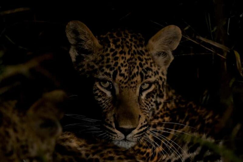 Sabie Game Reserve: Sunset Safari with Sundowners - An In-Depth Look at the Sabie Game Reserve Sunset Safari