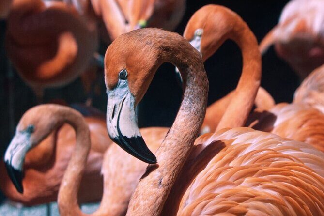 Sacramento Zoo General Admission Ticket - Practical Considerations