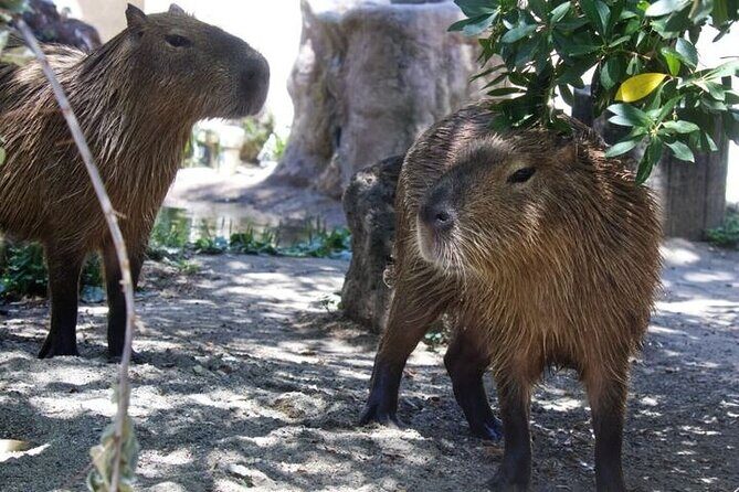 Sacramento Zoo General Admission Ticket - What to Know Before You Go
