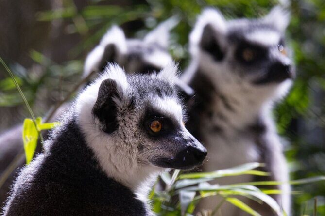 Sacramento Zoo General Admission Ticket - The Value Proposition