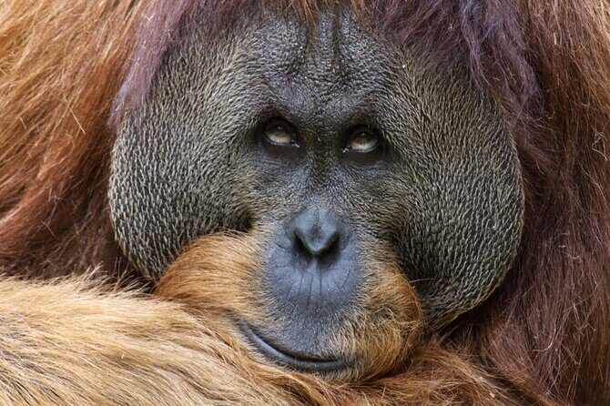 Sacramento Zoo General Admission Ticket - Final Thoughts