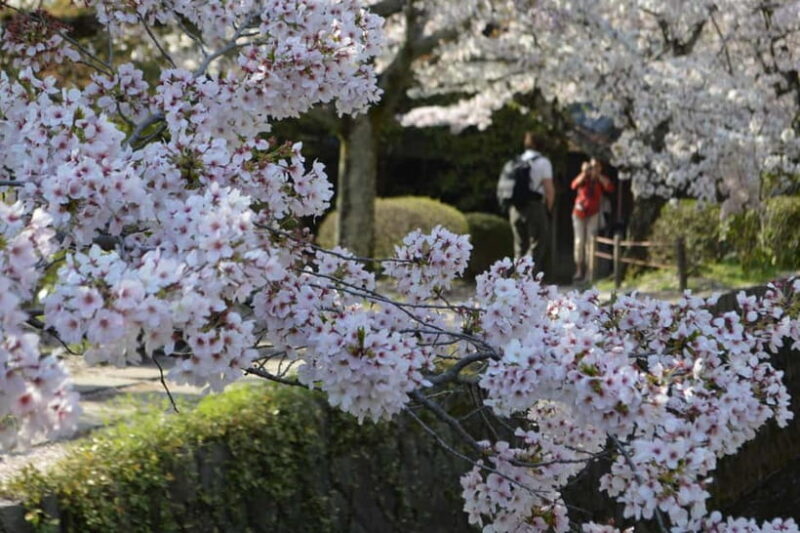 Sacred Pathways: Discover the Philosopher's Path of Kyoto - Discovering the Serenity of Kyoto’s Sacred Pathways