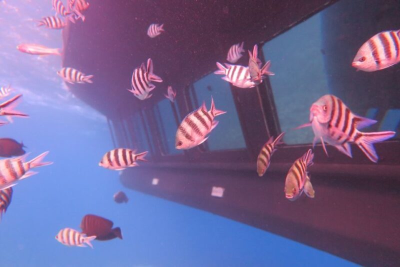 Safaga/Makadi Bay: Panorama Submarine with Snorkeling Tour - Key Points