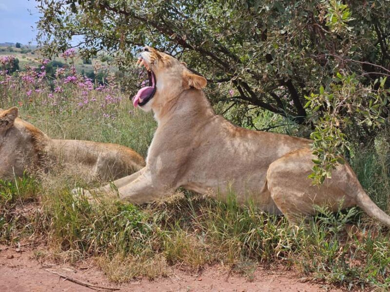 Safari and Lion Park / Cradle of Humankind Fosssil Caves - Key Points