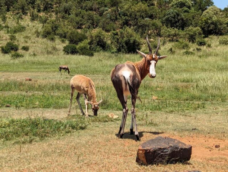 Safari and Lion Park / Cradle of Humankind Fosssil Caves - The Experience: What Travelers Say