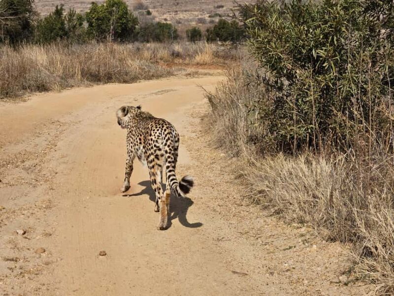 Safari and Lion Park / Cradle of Humankind Fosssil Caves - Practical Tips for Visitors