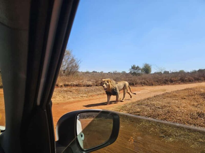 Safari and Lion Park / Cradle of Humankind Fosssil Caves - Who Should Consider This Tour?