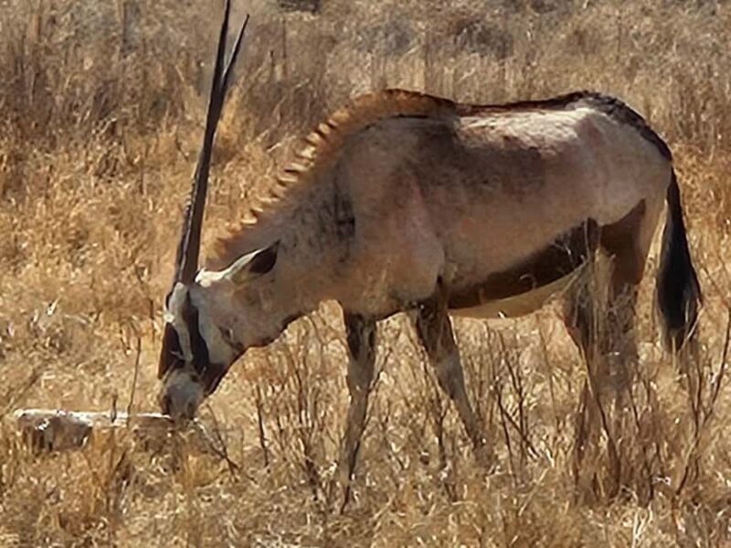 Safari and Lion Park / Cradle of Humankind Fosssil Caves - The Sum Up