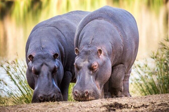 SAFARI Aquila Game Reserve - Round trip + Lunch incl. (Cape Town) - Final Thoughts
