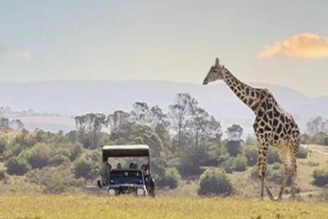 SAFARI Aquila Game Reserve - Round trip + Lunch incl. (Cape Town) - Key Points