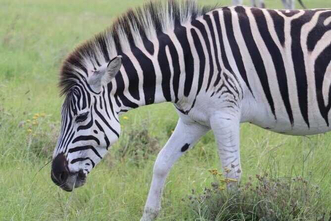 SAFARI Aquila Game Reserve - Round trip + Lunch incl. (Cape Town) - The Sum Up: Who Will Love This Tour?