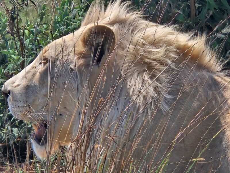 Safari at Lion and Rhino Park / Lesedi Culture Village - The Itinerary Breakdown