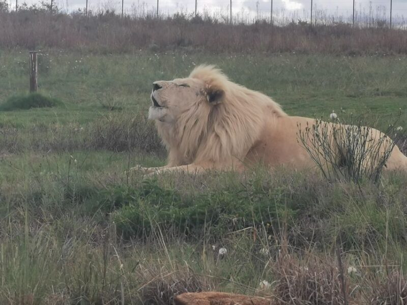 Safari at Lion and Rhino Park / Lesedi Culture Village - What You Should Know Before Booking
