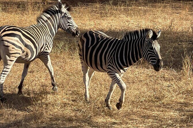 safari at the bandia reserve - Who Will Love This Tour?