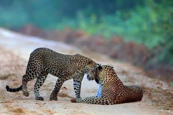 Safari at Wilpattu National Park from Negombo (All inclusive day tour) - Exploring the Wilpattu Safari from Negombo: An Honest Review