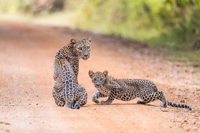 Safari at Wilpattu National Park from Negombo (All inclusive day tour) - Real Traveler Insights and Experiences