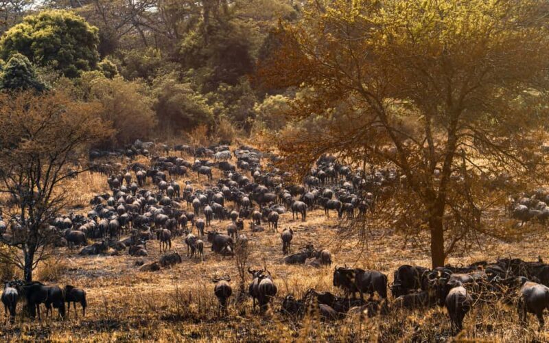 Safari & Beach Holiday in Tanzania - Final Thoughts: Is This Tour Right for You?