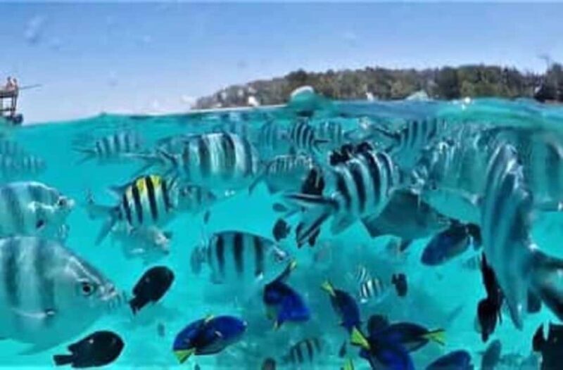 Safari blue : Day trip , snorkeling, white sand bank,seefood - Diving into the Safari Blue Experience