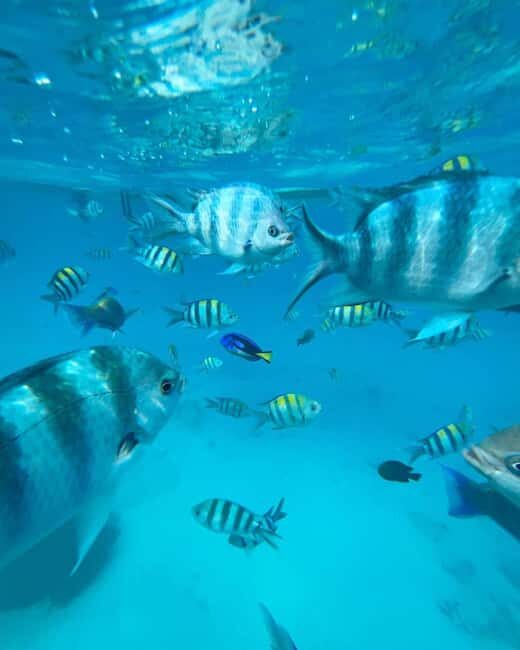 SAFARI BLUE ZANZIBAR SANDBANK AND SNORKELING TOUR - Authentic, Fun, and a Little Adventurous