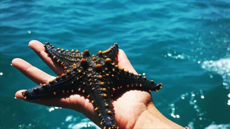 Safari Blue Zanzibar: Snorkeling Adventure with Lunch - Highlights That Truly Shine
