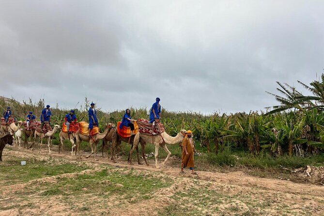 Safari Camel Ride in Banana Beach from Agadir - The Sum Up