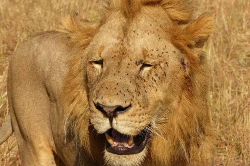 Safari combination with Zanzibar beach holiday - FAQ