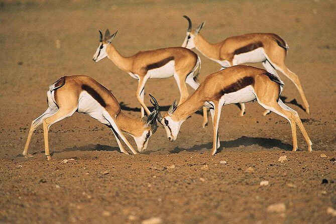 Safari Experience at Rhino & Lion Park - Key Points