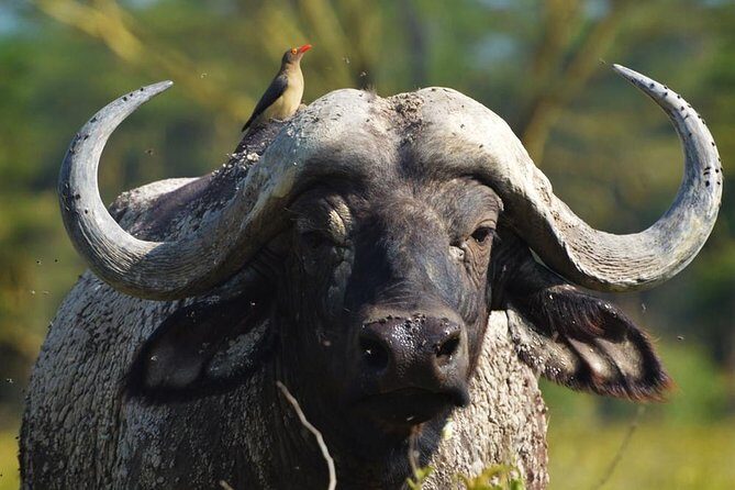Safari Experience at Rhino & Lion Park - Who Will Benefit Most from This Tour?