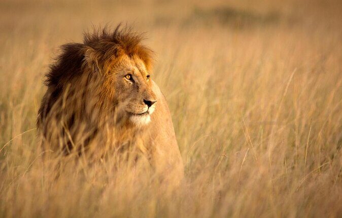 Safari Experience at Rhino & Lion Park - FAQ