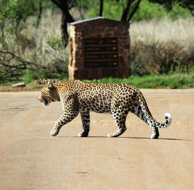 Safari Experience of Pilanesberg Nature Reserve - The Sum Up