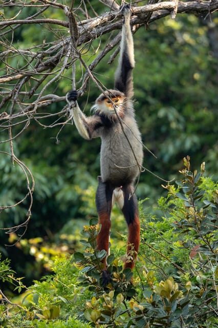 Safari - Finding the most endangered monkey in the World - Exploring the Sun Set Safari in Son Tra Nature Reserve