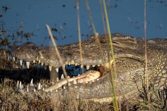 Safari Game Drive and Rhino Walk in Mosi-oa-Tunya National Park - The Sum Up